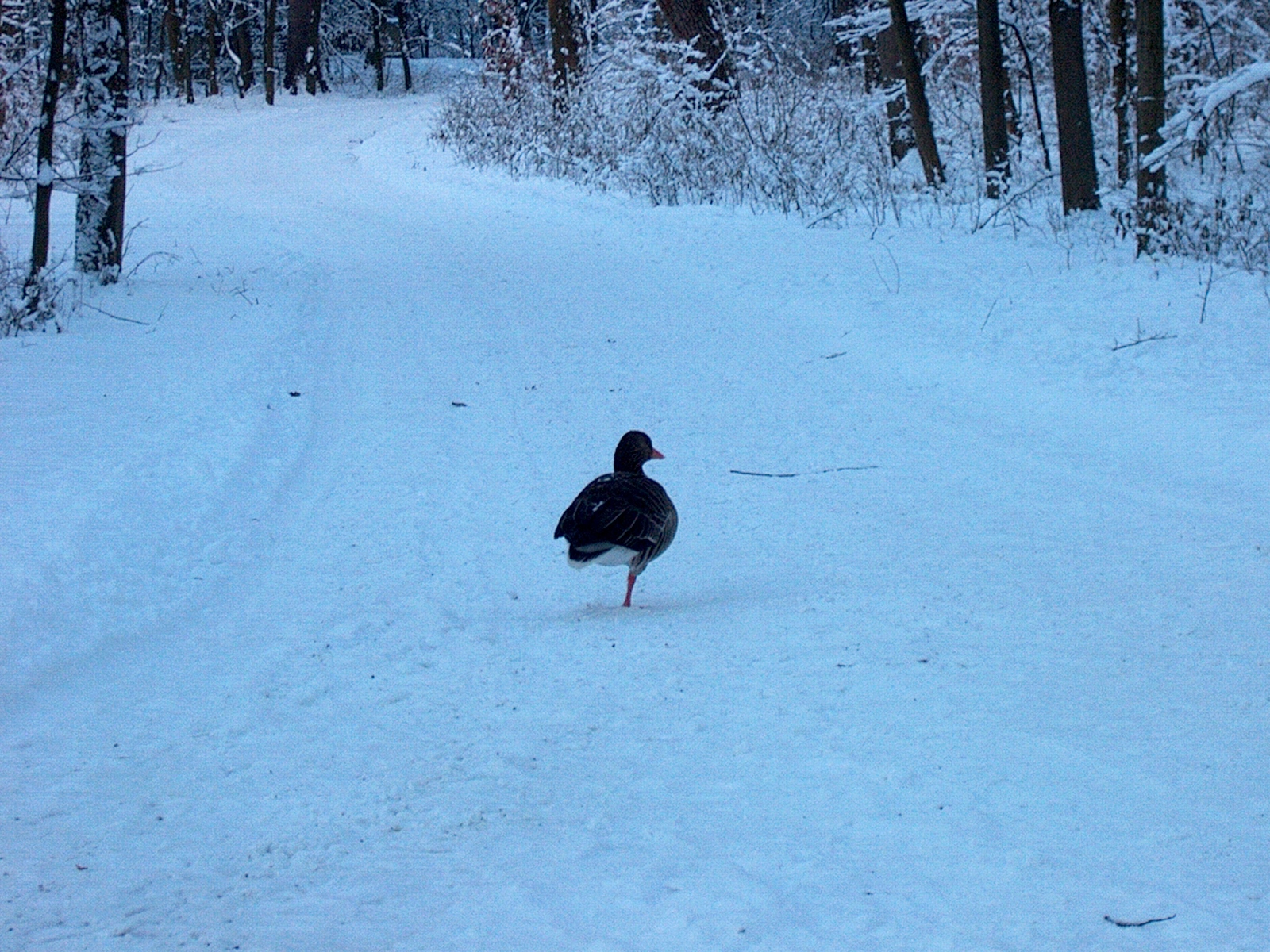 Nymphenburger Park 03