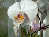 Orchidee 01