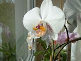 Orchidee 02