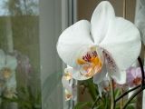 Orchidee 03