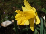 Frühling 2007 002