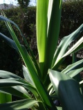 Frühling 2007 008