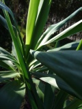 Frühling 2007 009