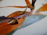Frühling 2007 019