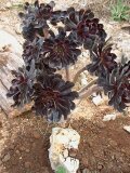 Mallorca 251