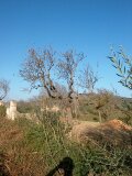 Mallorca 463